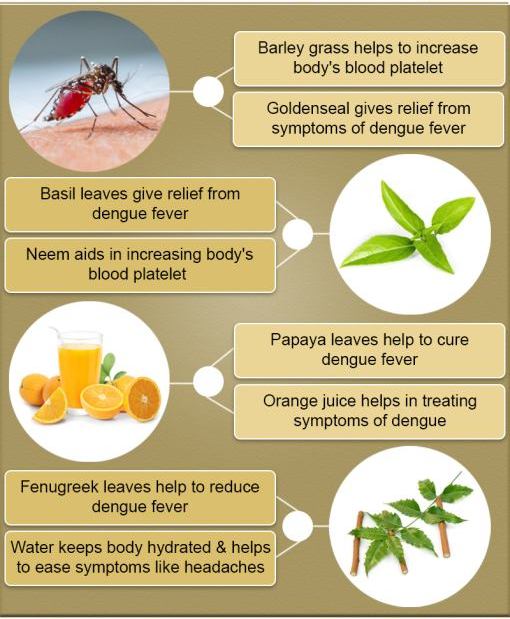 Foods During Dengue Fever